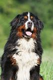 BOUVIER BERNOIS 089